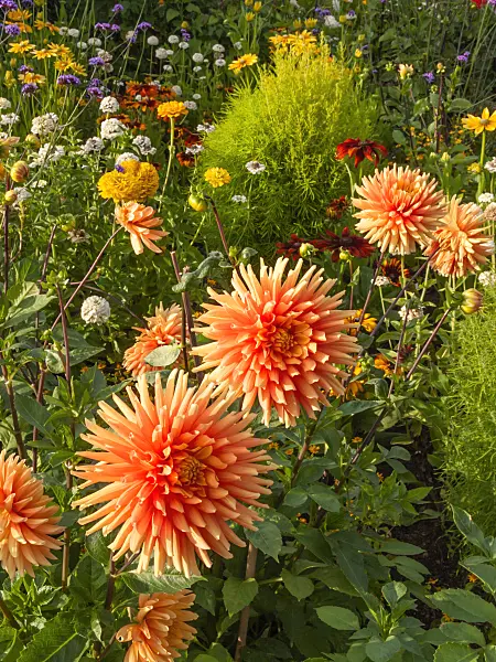 405020 - Semi-cactus dahlia (Dahlia Mainaugold)