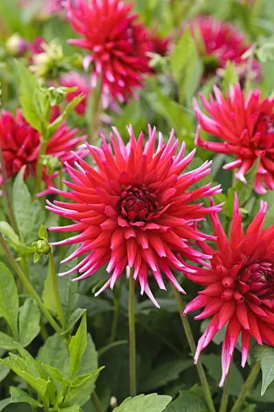 476123 - Semi-cactus dahlia (Dahlia Mathilde Houston)