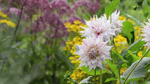499044 - Semi-cactus dahlia (Dahlia Mick's Peppermint)