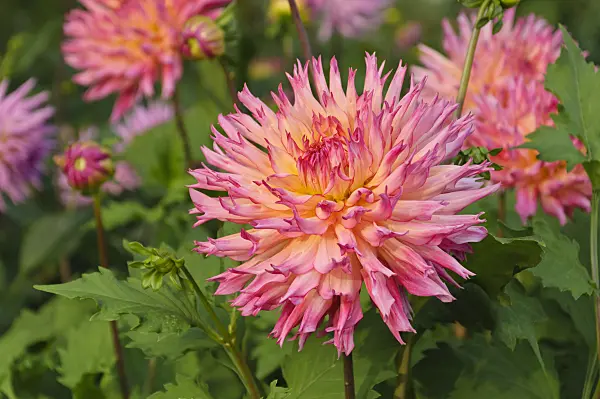 488074 - Semi-cactus dahlia (Dahlia Nenekazi)