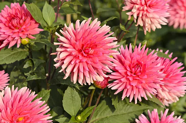 525155 - Semi-cactus dahlia (Dahlia Sagittarius)