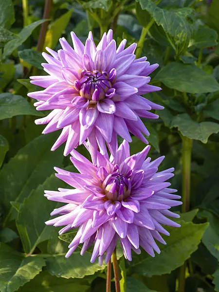 441184 - Semi-cactus dahlia (Dahlia Worton Blue Streak)