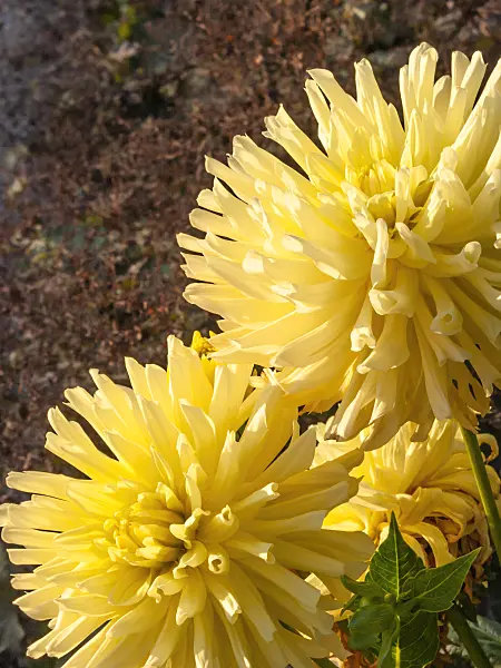 417035 - Semi-cactus dahlia (Dahlia Yellow Happiness)
