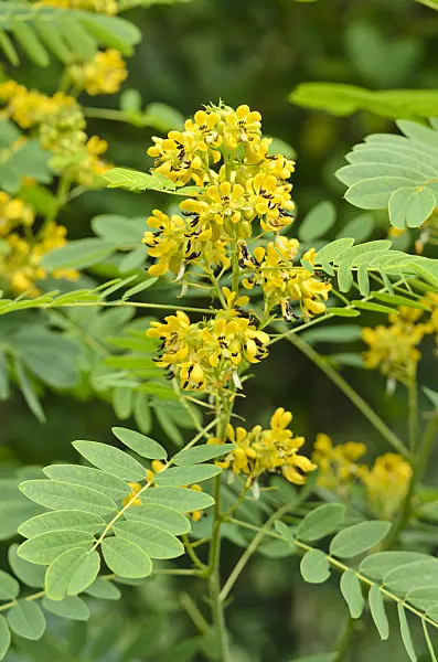535143 - Séné (Senna hebecarpa syn. Cassia hebecarpa)