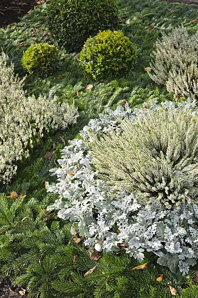 466065 - Séneçon cinéraire (Senecio cineraria), bruyère (Calluna vulgaris) et buis commun (Buxus sempervirens)