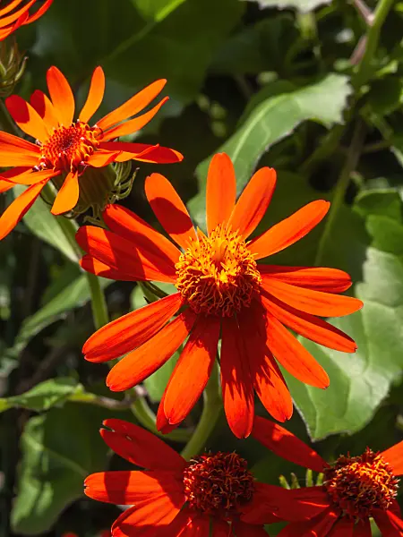 427108 - Séneçon (Senecio confusus)