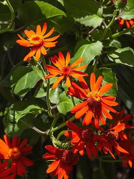 427109 - Séneçon (Senecio confusus)