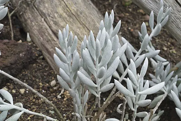 608013 - Séneçon (Senecio haworthii)