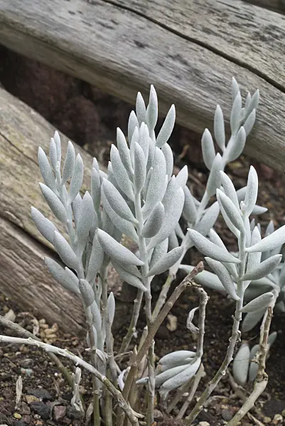 608014 - Séneçon (Senecio haworthii)