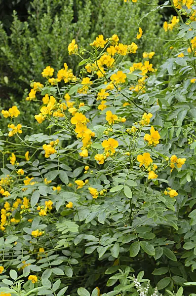 500034 - Senna (Senna spectabilis syn. Cassia spectabilis)