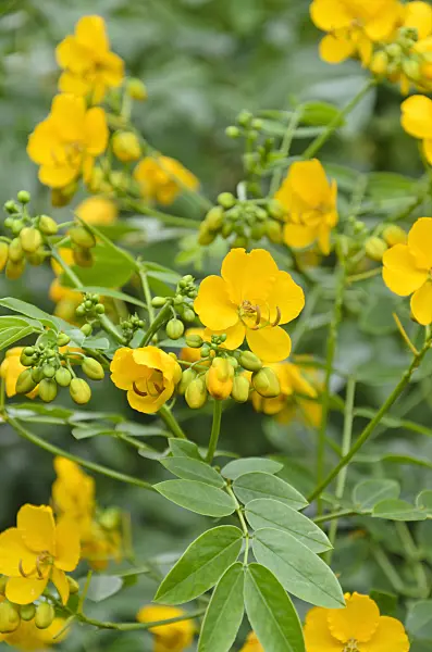 500035 - Senna (Senna spectabilis syn. Cassia spectabilis)