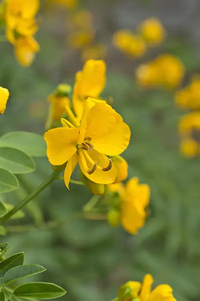 511206 - Senna (Senna x floribunda syn. Cassia floribunda)