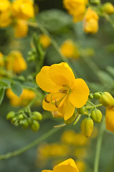 511207 - Senna (Senna x floribunda syn. Cassia floribunda)