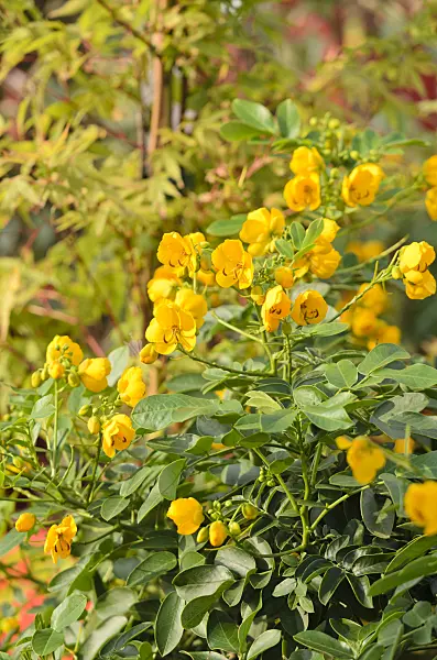 534422 - Senna (Senna x floribunda syn. Cassia floribunda)