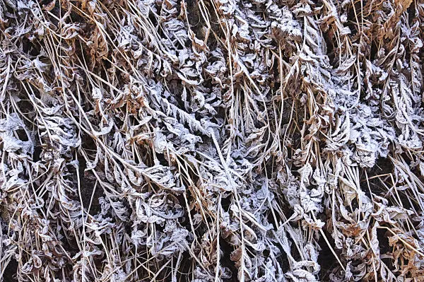 467088 - Sensitive fern (Onoclea sensibilis) with hoar frost