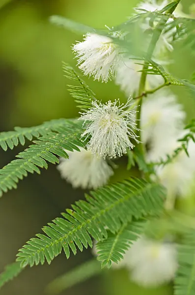 572023 - Sensitive plant (Mimosa polycarpa var. spegazzinii)