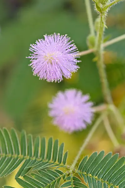 477120 - Sensitive plant (Mimosa pudica)