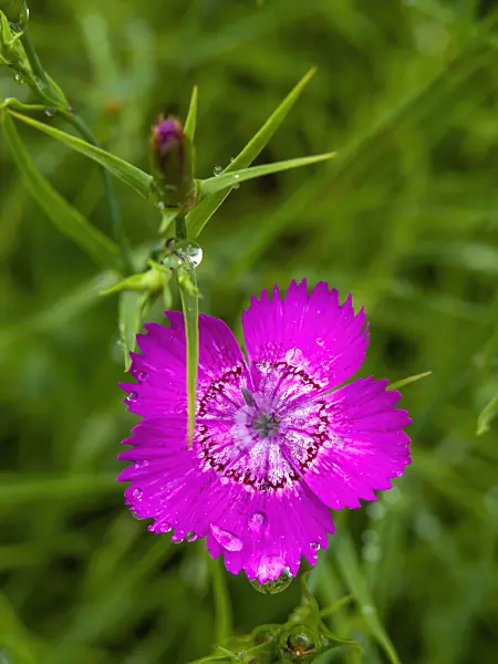 426319 - Sequier's pink (Dianthus seguieri)