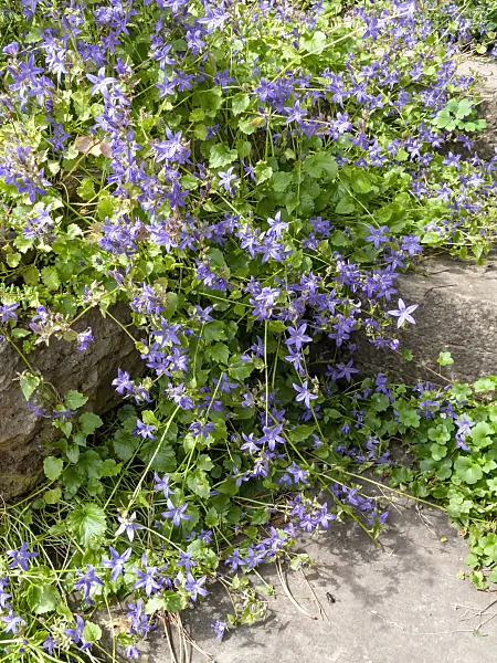 426160 - Serbian bellflower (Campanula poscharskyana)