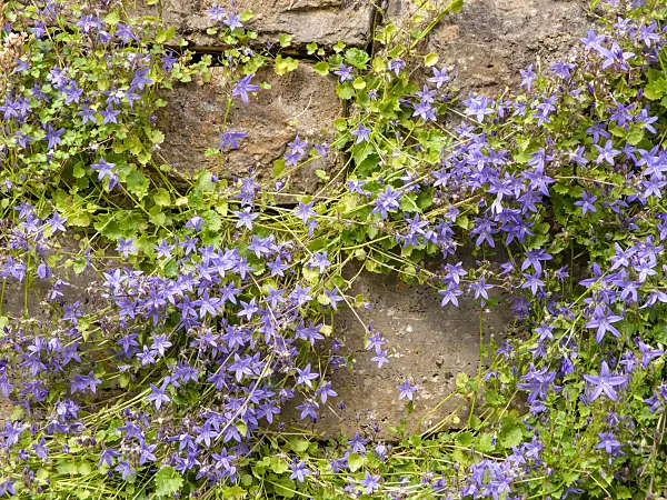 426161 - Serbian bellflower (Campanula poscharskyana)