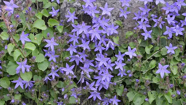 496364 - Serbian bellflower (Campanula poscharskyana)