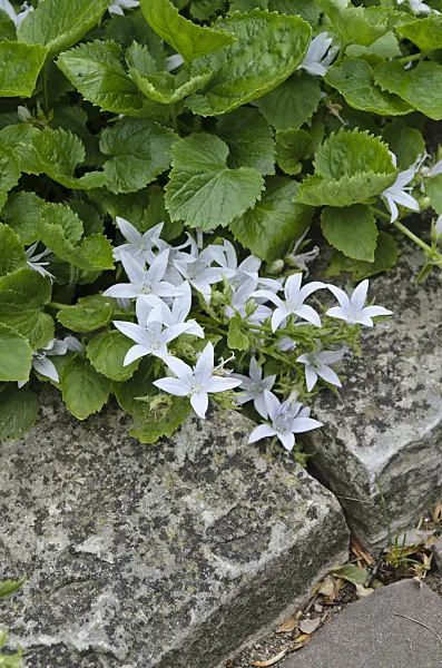 497201 - Serbian bellflower (Campanula poscharskyana 'E.H. Frost')
