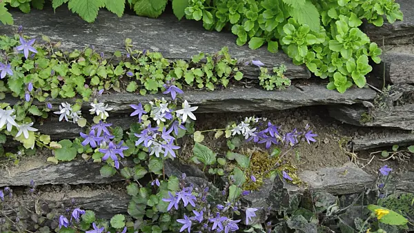 509017 - Serbian bellflower (Campanula poscharskyana 'E.H. Frost')
