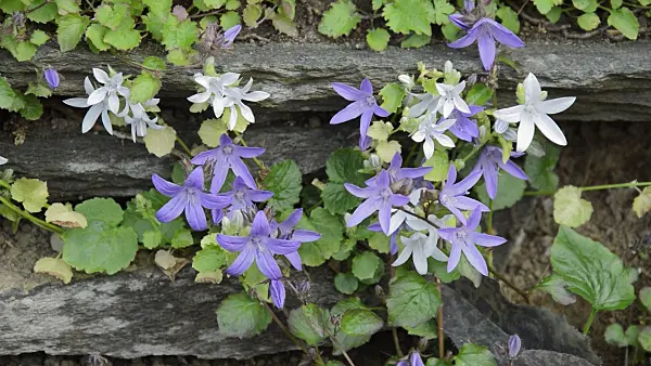 509018 - Serbian bellflower (Campanula poscharskyana 'E.H. Frost')
