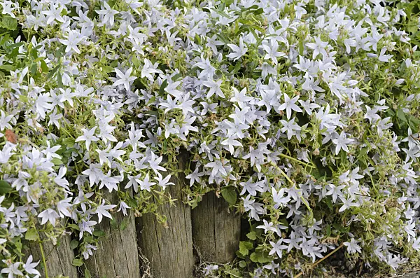521430 - Serbian bellflower (Campanula poscharskyana 'Hirsch White')