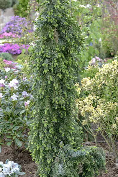 558178 - Serbian spruce (Picea omorika 'Pendula Bruns')