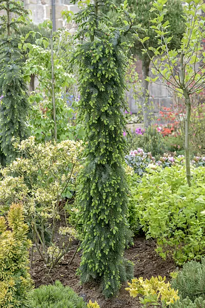 558179 - Serbian spruce (Picea omorika 'Pendula Bruns')
