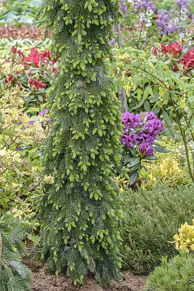 558180 - Serbian spruce (Picea omorika 'Pendula Bruns')
