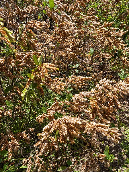 434400 - Serengan (Flemingia strobilifera)