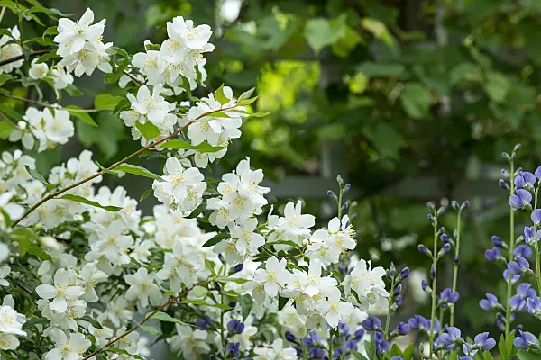 664297 - Seringat (Philadelphus Minnesota Snowflake)
