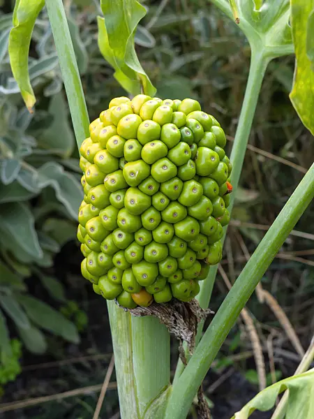 463138 - Serpentaire commune (Dracunculus vulgaris)