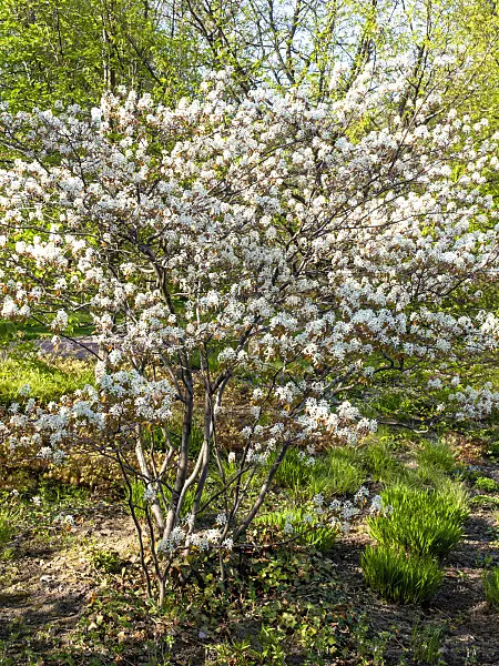 437140 - Service berry (Amelanchier)
