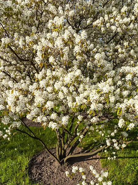 437150 - Service berry (Amelanchier)