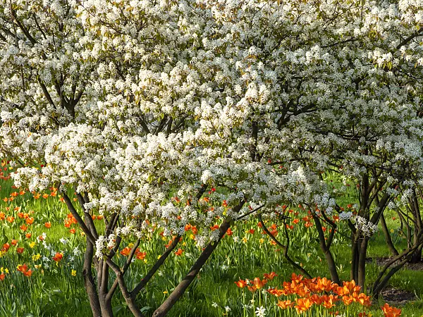 437151 - Service berry (Amelanchier)