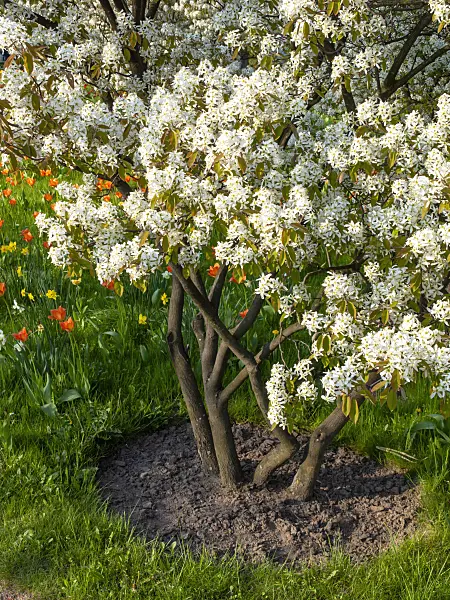 437152 - Service berry (Amelanchier)