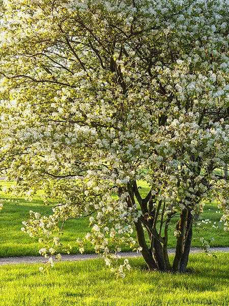 437158 - Service berry (Amelanchier)