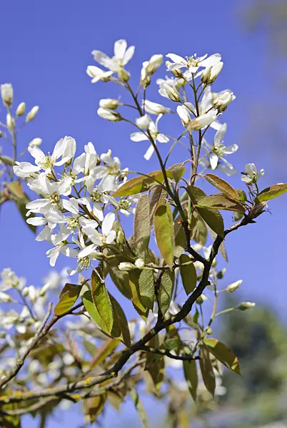 479070 - Service berry (Amelanchier)