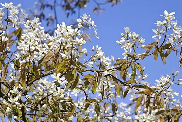 479071 - Service berry (Amelanchier)