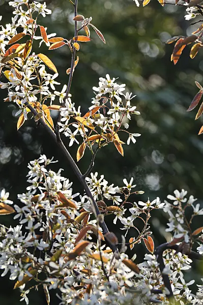 483293 - Service berry (Amelanchier)