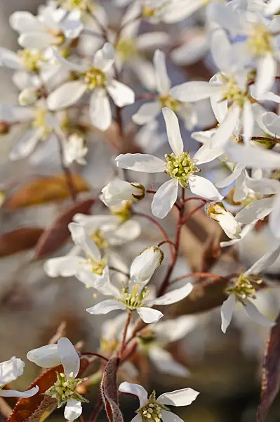 483299 - Service berry (Amelanchier)