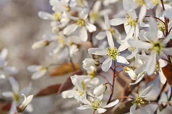 483300 - Service berry (Amelanchier)