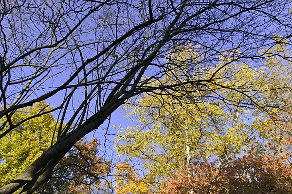 489073 - Service berry (Amelanchier) and birch (Betula)