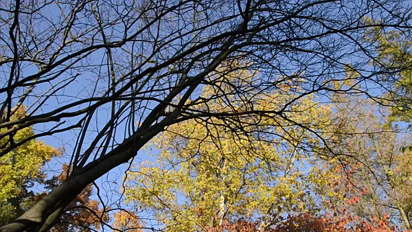 489166 - Service berry (Amelanchier) and birch (Betula)