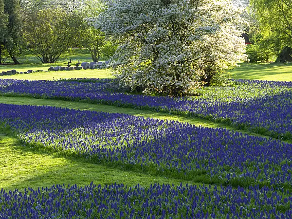 437153 - Service berry (Amelanchier) and grape hyacinth (Muscari)