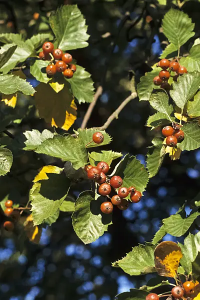 370010 - Service tree of Fontainbleau (Sorbus latifolia)