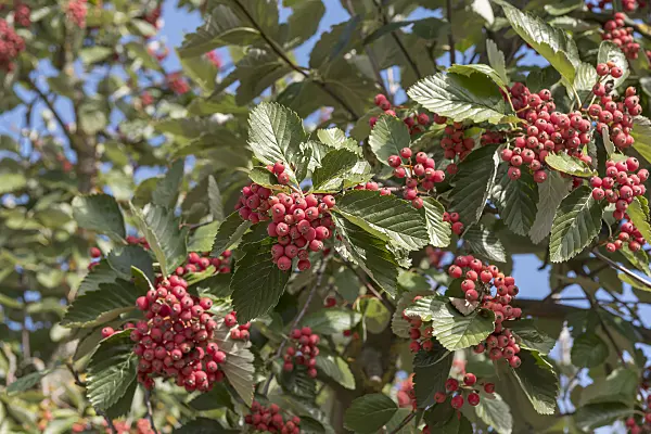 651530 - Service tree of Fontainbleau (Sorbus latifolia 'Henk Vink')
